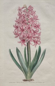 Het Botanische Tijdschrift of Bloementuin Getoond: Tuinhyacint door Thomas Curtis