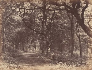 Boslandschap, Norton, Cheshire