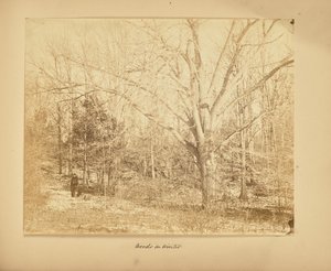 Bos in de winter door Thomas E. Jevons