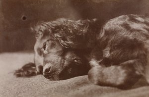 Boyce, portret van een setterhond door Thomas Eakins