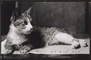 De kat van mevrouw Thomas Eakins, ca. 1880-1890 door Thomas Eakins