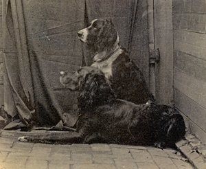 Thomas Eakins Honden, 1884