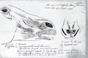 Naamloze anatomische studie van paardenhoofd, 1878