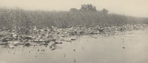 Waterlelies,1886 (foto)
