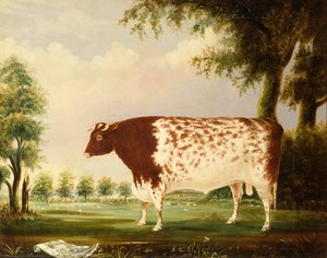 Mina, een vier jaar oude Shorthorn stier, in een weide