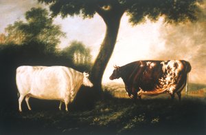 Twee Shorthorn Runderen