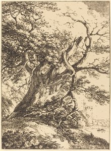 Oude Boom