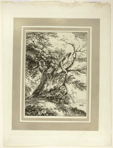 Oude Boom, uit de eerste uitgave van Specimens of Polyautography