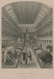 Hunterian Museum, Royal College of Surgeons, Londen door Thomas Hosmer Shepherd
