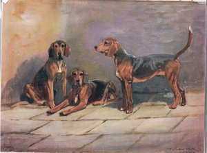 Honden, illustratie uit 