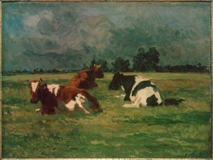 Drie koeien in de wei