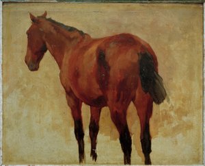 Paardenstudie
