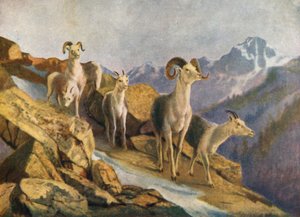 Uitwaaierende schapen die naar beneden komen om te voeren (kleurenlitho)