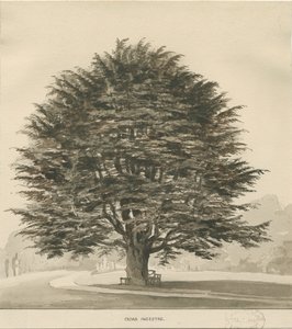 Ingestre - Cederboom