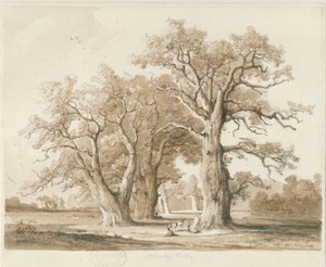 Teddesley Hall - Eikenbomen