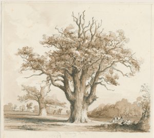 Teddesley Hall - Eikenbomen: potlood en was tekening, nd [nov 1842]