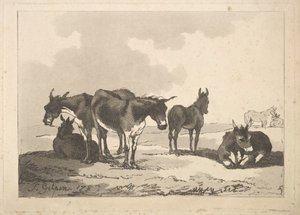 Een groep van vijf ezels, drie staand, twee liggend