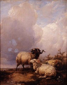 Schapen in Landschap