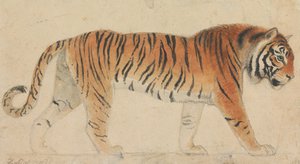 Een tijger, ten voeten uit, in profiel, naar rechts lopend door Thomas Stothard