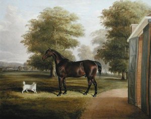Een Bruin Paard met een Terrier