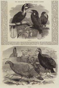 Nieuwe Aankomsten in de Tuinen van de Zoological Society door Thomas W. Wood