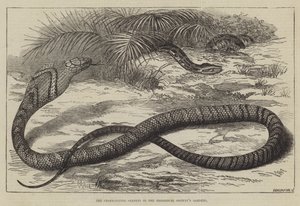 De Slangetende Slang in de Tuinen van de Zoological Society door Thomas W. Wood