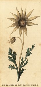 Flanelbloem, Actinotus helianthi, 1800 (gravure)