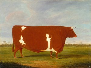 Een prijsstier staand in een landschap
