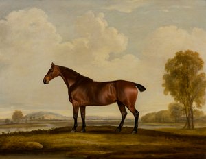 Georgiana: een paard door Thomas Weaver