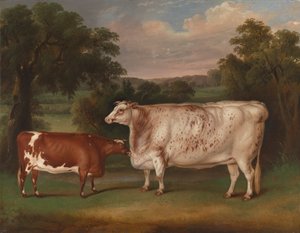 Prijsvee in een Landschap