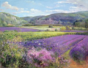 Lavendelvelden in Oud-Provence