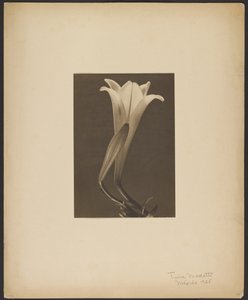 Nr. 1.