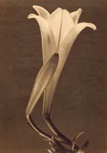 Platinadruk van een lelie door Tina Modotti door Tina Modotti