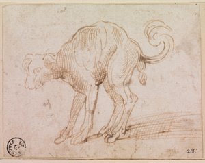 Detail van een hond die de Rode Zee oversteekt