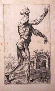 Anatomische studie, door Domenico Maria Bonavera