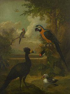 Ara en andere vogels in een landschap