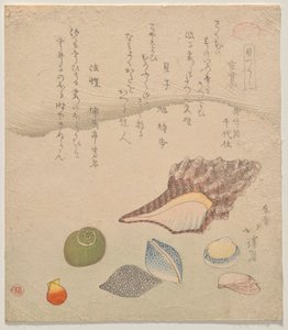 Zeven schelpen aan de rand van de zee, uit de serie Schelpen Compendium (Kaizukushi)