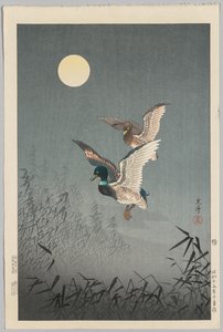 Tokyo uitzichten: Eenden