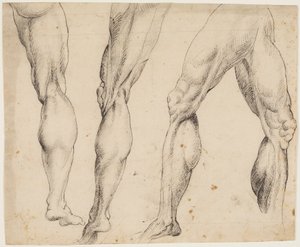 Ben. Anatomische studies door Ubekendt