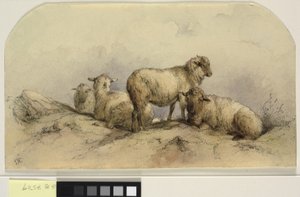 Schapen in een landschap