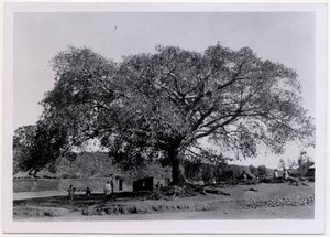 Boom met breed bladerdak voor dorpsmuur, Axum, Ethiopië, foto door Ugo Monneret de Villard