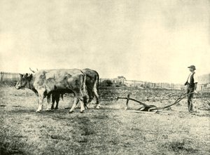 Een ploegteam van ossen, 1901