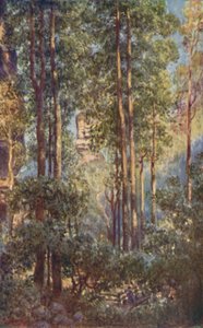 Een Bush Valley in New South Wales, 1923 door Unbekannt