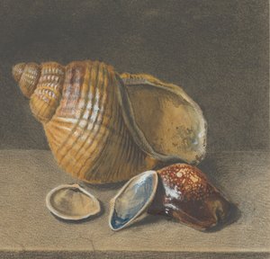 Een kaurischelp, en een grotere en twee kleinere schelpen, laat 17e-midden 18e eeuw