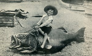 Een visachtig ros! - Een zwarte zeebaars - gewicht 363 pond, 1901 door Unbekannt