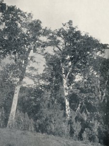 Een bos van Antarctische beuken in Temuco, 1911