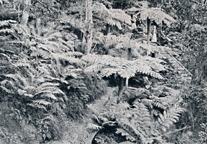 Een bos van boomvarens, Leura, Blue Mountains, ca. 1900