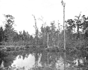 Een moeras in Louisiana, VS door Unbekannt