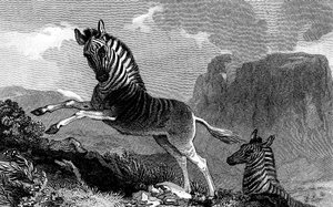 Een Quagga, 1815 door Unbekannt
