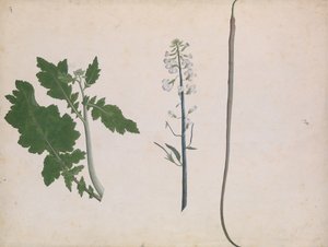 Een radijsplant, zaad en bloem, late 18e eeuw